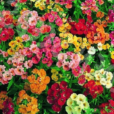 LPR NEMESIA Seed(40 per packet)