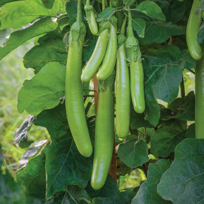 Radha Krishna Agriculture Imported Brinjal Green Long Seeds For Home Gardening /seeds Pack Of 70 Seed(70 per packet)
