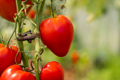 Prigobuy tomato Seed(100 per packet)