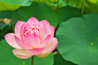 Hybrid mango seeds lotus,kamal gatta Seed(15 per packet)
