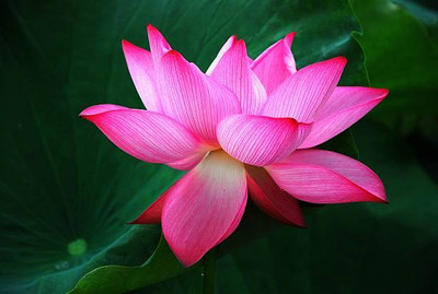 Halloseed lotus,kamal gatta Seed(14 per packet)