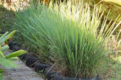 CYBEXIS KGF -20 - Lemon Grass (West Indian) - (250 Seeds) Seed(250 per packet)