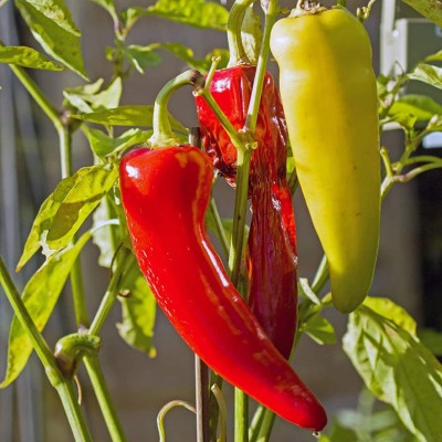 CYBEXIS High Yield Red Hot Pepper Chilli Seeds600 Seeds Seed(600 per packet)