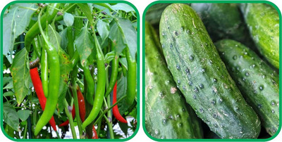 WILLVINE GBPUT -V Cucumber And Chilli[1gm, 200 Seeds] Seed(200 per packet)