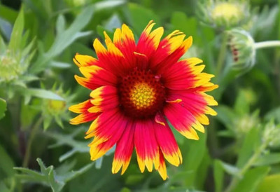 WATIKA Gaillardia Pulchella Seed(100 per packet)