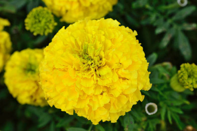 EyePlex marigold/gende ka phool flower seeds Seed(75 per packet)