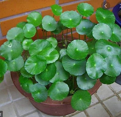 BDSresolve centella asiatica seeds for home garden/bulbs 9 Seed(9 per packet)