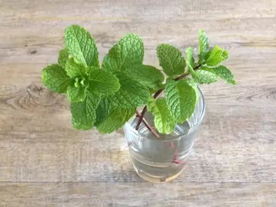 Aro Mint, Pudina Seed(150 per packet)