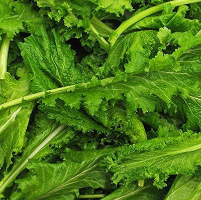 CYBEXIS LX-81 - Old Fashioned Mustard Green - (250 Seeds) Seed(250 per packet)