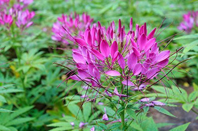 Paudha Cleome spinosa mix Seed(41 per packet)