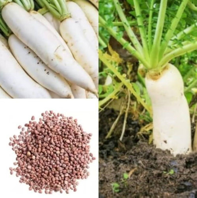 LIFELEX Radish Seeds / Mooli Seeds / Mula Vegetable Plant Seed(20 per packet)
