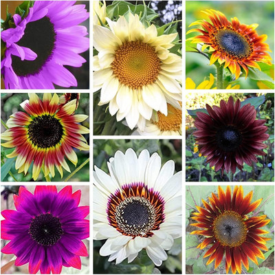 Qualtivate HYB-6A All Sorts Mix Sunflowers Seed(200 per packet)