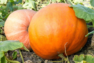 abiswas Yellow Pumpkin Seeds For Planting Seed(198 per packet)