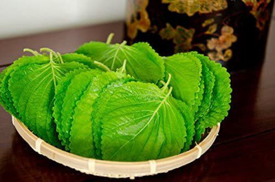 WILLVINE GUA-69 Kaori Ao Shiso Perilla Seeds Seed(300 per packet)