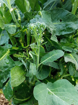 Qualtivate TLX-383 Broccoli Raab Spring Rapini Broccolini Seed(200 per packet)