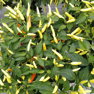 KNESSiN Yellow Chilli Perennia Seed(200 per packet)