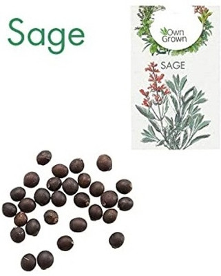 KNESSiN Sage Seed(500 per packet)