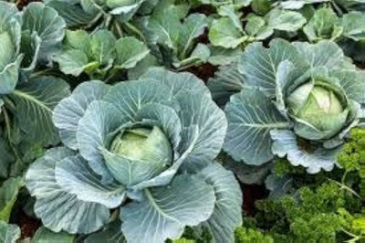 ibains Gobi seeds pack of 330 Seed(330 per packet)