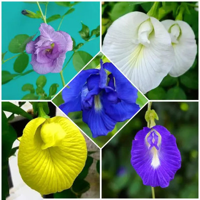 Seedsilk Aparajita seeds mixed, Mixed all colour combo, Double petal Seed(35 per packet)