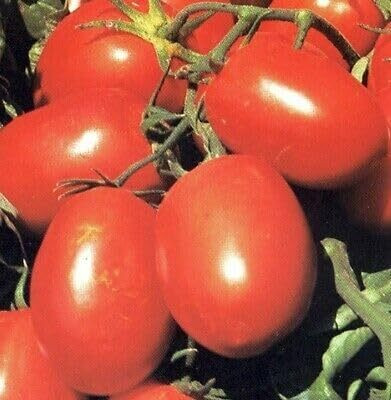 KNESSiN F1 Hybrid Rio Grande Tomato Seeds for Terrace Gardening - (1000 Seeds) Seed(1000 per packet)