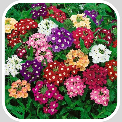 KANAYA Verbewna Mix Seed(60 per packet)