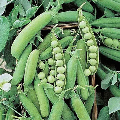 Qualtivate DXL-2AT Alaska Pea Seed Seed(200 per packet)