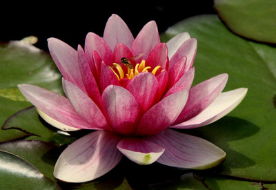 ibains Lotus seed for home garden Seed(28 per packet)