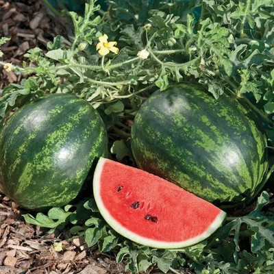 Quentova Sweet watermelon, seedwatermelon/तरबूज के बीज-DXL-11C Seed(150 per packet)