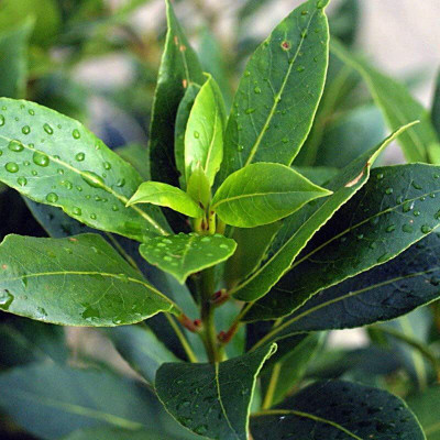 Aywal Ashwagandha Herb Seed(120 per packet)