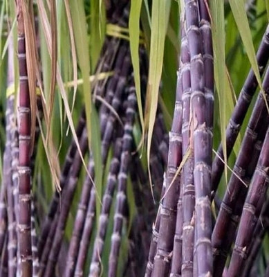 AYODvati Red sugarcane seeds 12 small seeds pack, lal ganna beej organic hurb Seed(12 per packet)