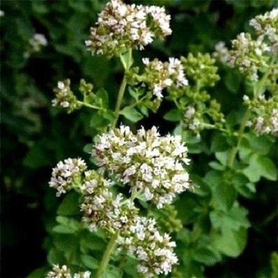 VibeX NDIR-85 - Oregano Common Italian - (450 Seeds) Seed(450 per packet)