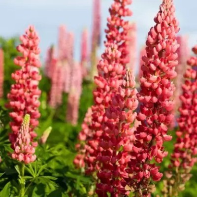 Aro Lupin Seed(25 per packet)