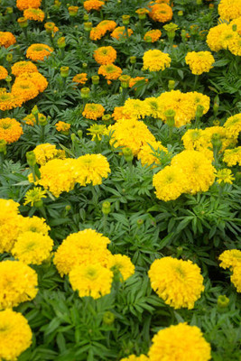 dpays marigold/gende ka phool flower seeds Seed(25 per packet)