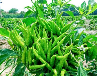 JAYANTAHALDER SurajMukhi Chilli, Surajmukhi Mirchi Seed(75 per packet)
