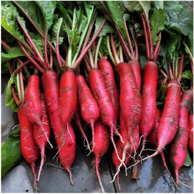 KNESSiN IHS-58 Red Skin Long Radish Seed(200 per packet)