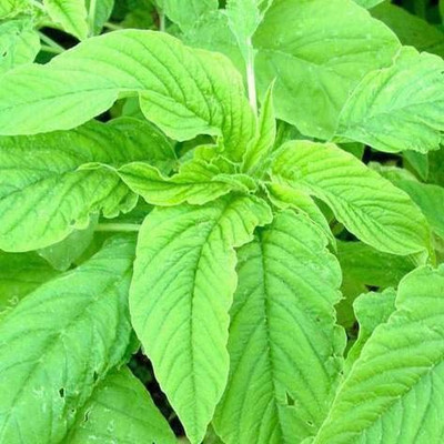 KANAYA Amaranth Seeds (Green Saag) Cholai Seed(130 per packet)