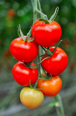 GOCROP tomato Seed(30 per packet)