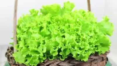 MAA Lettuce, Iceberg Seed(65 per packet)