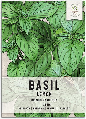 VibeX XLL-69 - Lemon Basil - (4500 Seeds) Seed(4500 per packet)