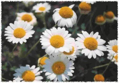 CYBEXIS VXI-36 - Roman Chamomile Anthemis nobilis - (250 Seeds) Seed(250 per packet)