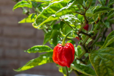 Biosnyg F1 Hybrid Hot Carolina Reaper Chilli Vegetable Seeds For Planting-(2000 Seeds) Seed(2000 per packet)