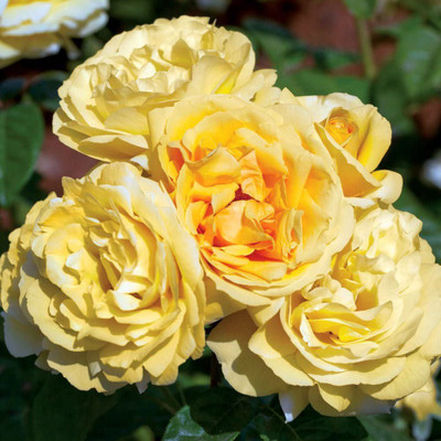 CYBEXIS HUA-99 - Yellow Rose Easy to Grow - (100 Seeds) Seed(100 per packet)