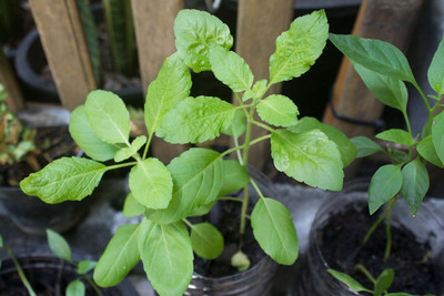 LPR TULSI, BASIL SEEDS Seed(20 per packet)