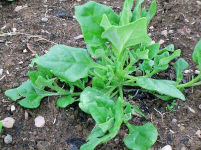 VibeX ® XXL-261 New Zealand Spinach, Tetragonia Seed(500 per packet)