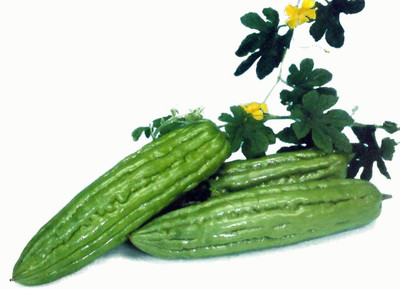 Qualtivate GBPT-9A F1 Hybrid Balsam Pear (Bitter Melon) Seed(50 per packet)