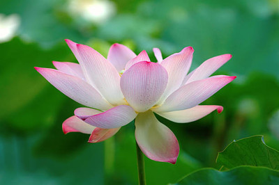 PABBA lotus,kamal gatta Seed(14 per packet)