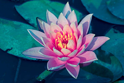 Click to buy lotus,kamal gatta Seed(11 per packet)