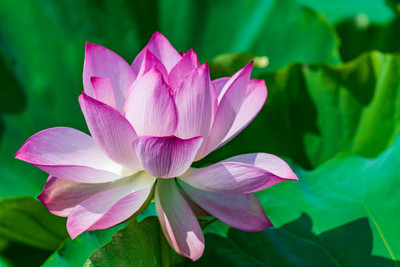 Liker lotus,kamal gatta Seed(11 per packet)