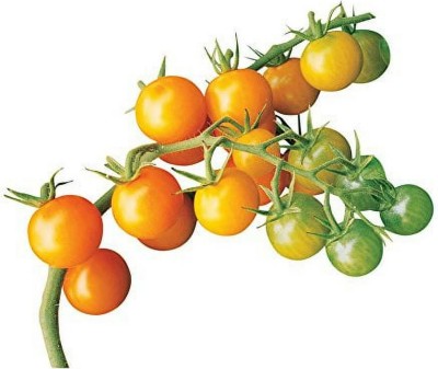 Quentova Sun Gold Cherry Tomato 5gm Seeds Seed(2000 per packet)