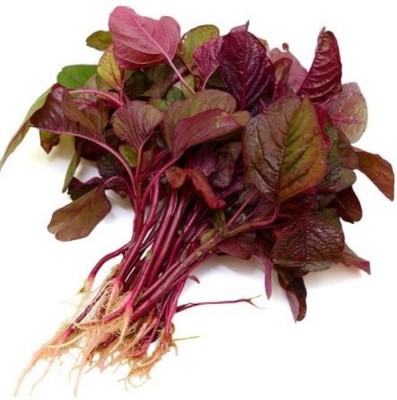 DHENU PRASAD 1320 F1 Hybrid Red Amaranthus / Red Spinach / Lal Saag / tandaljo / cheera Seed(1320 per packet)